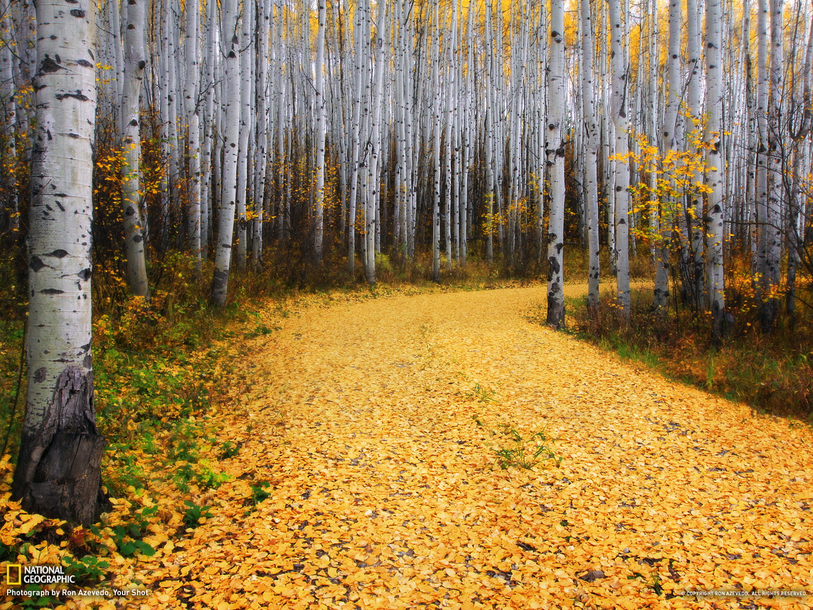 Forest Picture Tree Wallpaper National Geographic Photo Of The