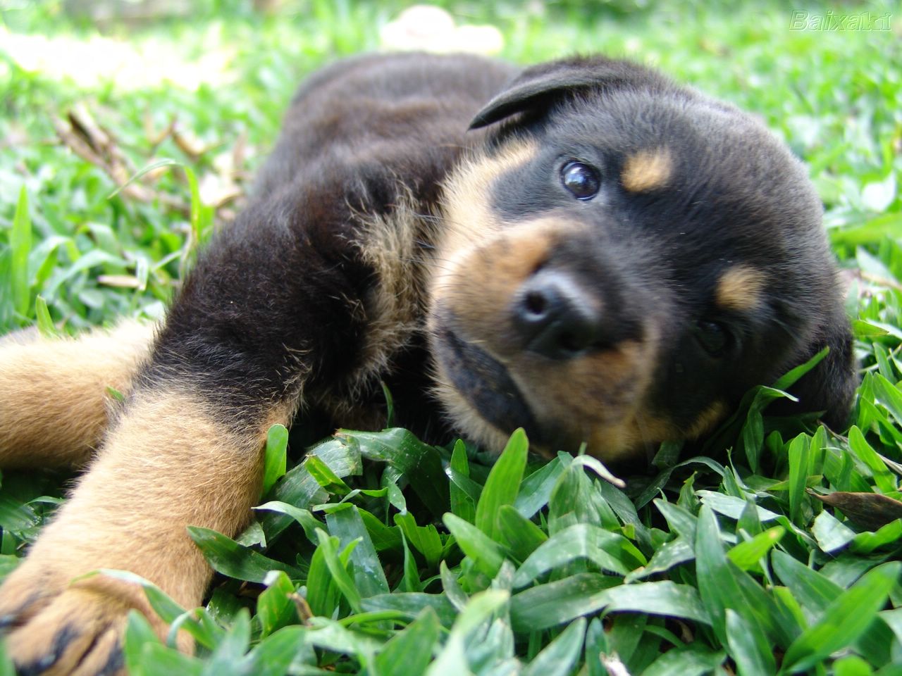 Rottweiler Wallpapers Fun Animals Wiki Videos Pictures Stories