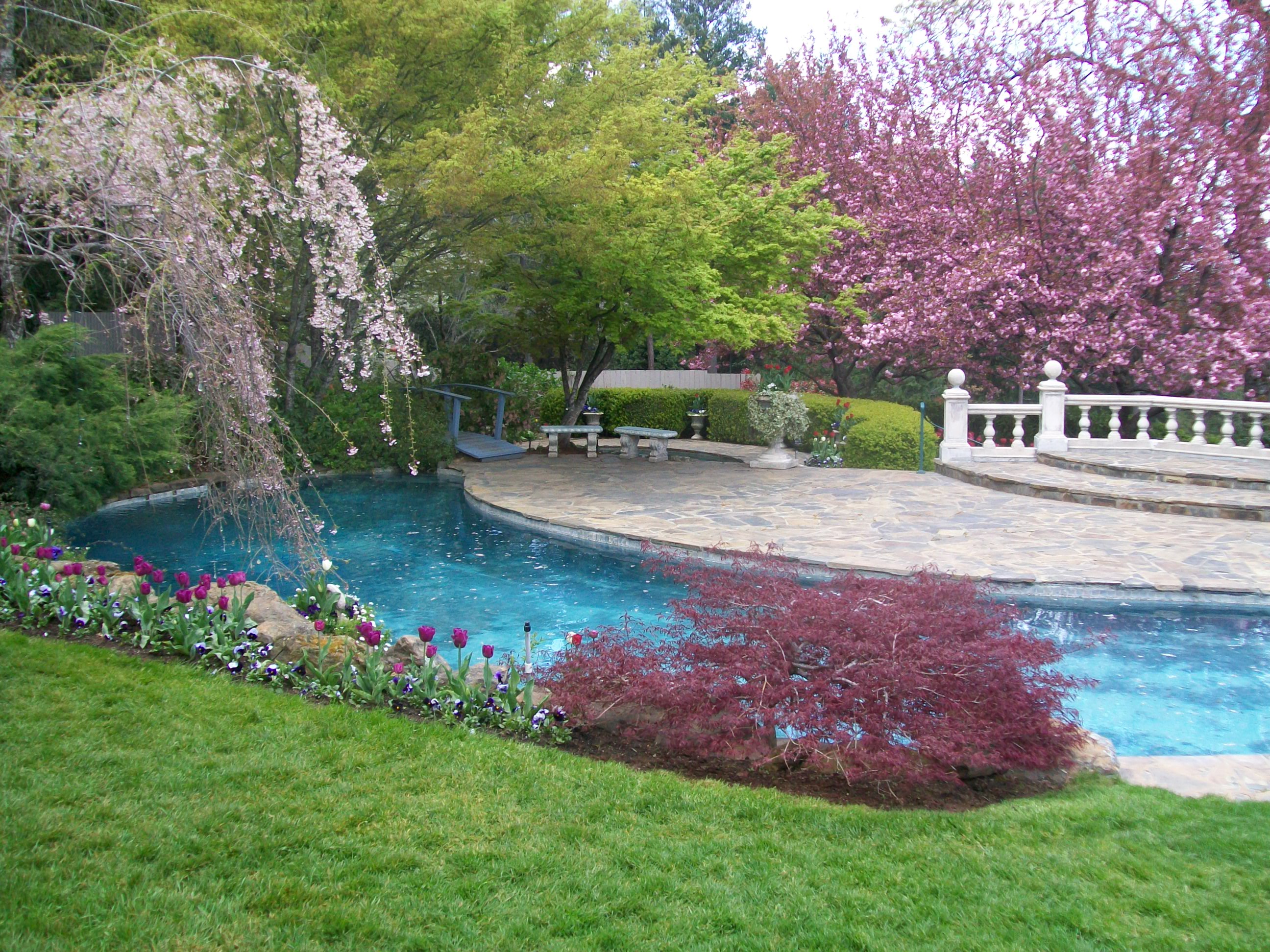 Tulip Garden At Ananda Village In Nevada City California