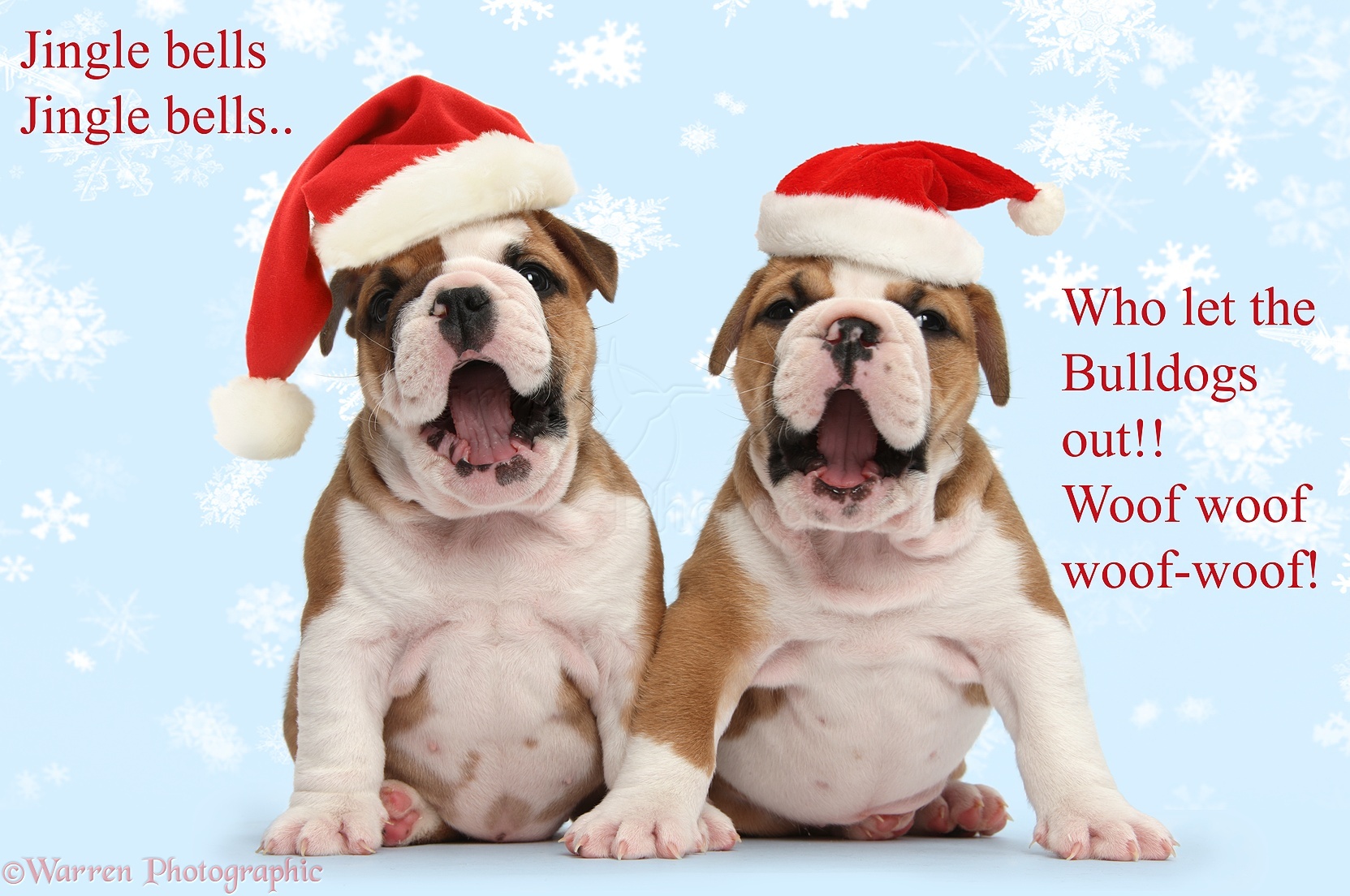 Wp39244 Two Cute Bulldog Pups Weeks Old Wearing Father Christmas