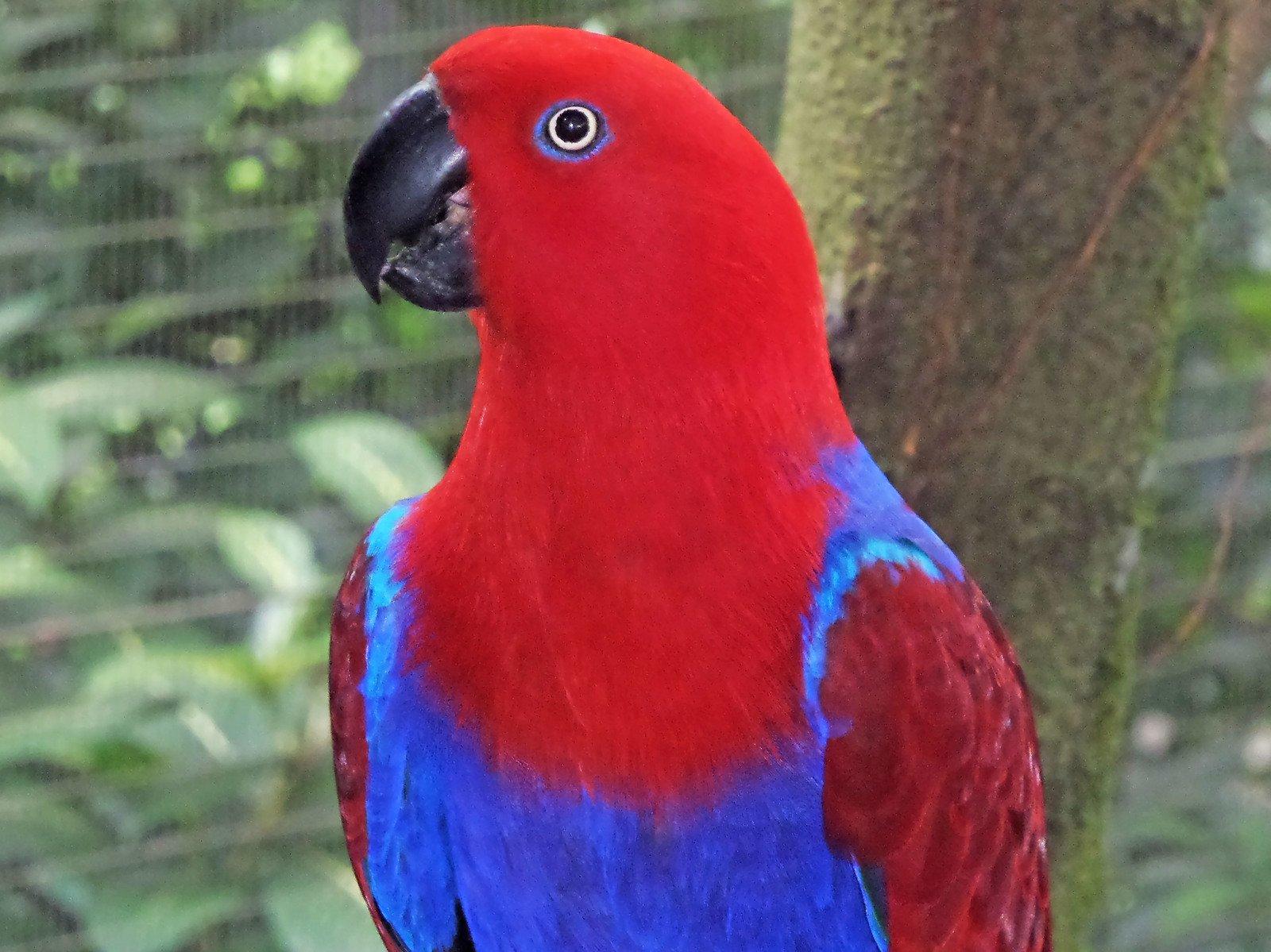 Eclectus parrot Free Photo Download FreeImages