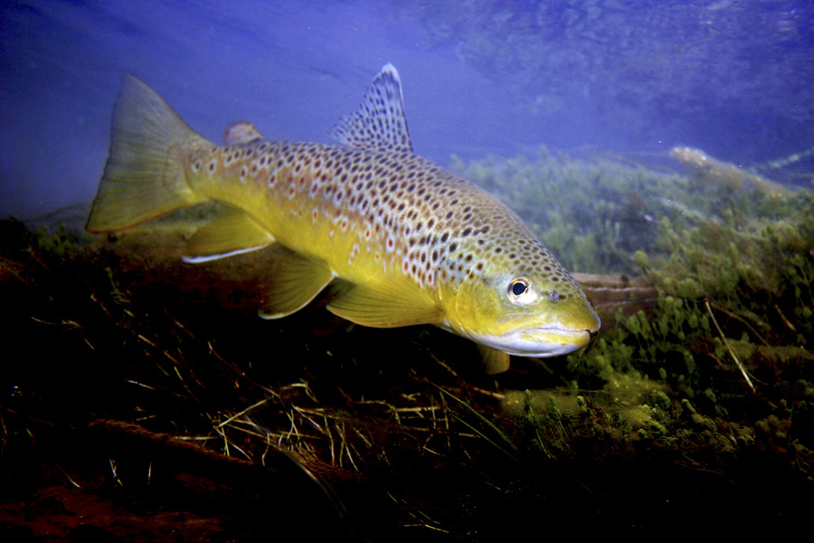 Trout Brown Picture Tiger Brook Fish