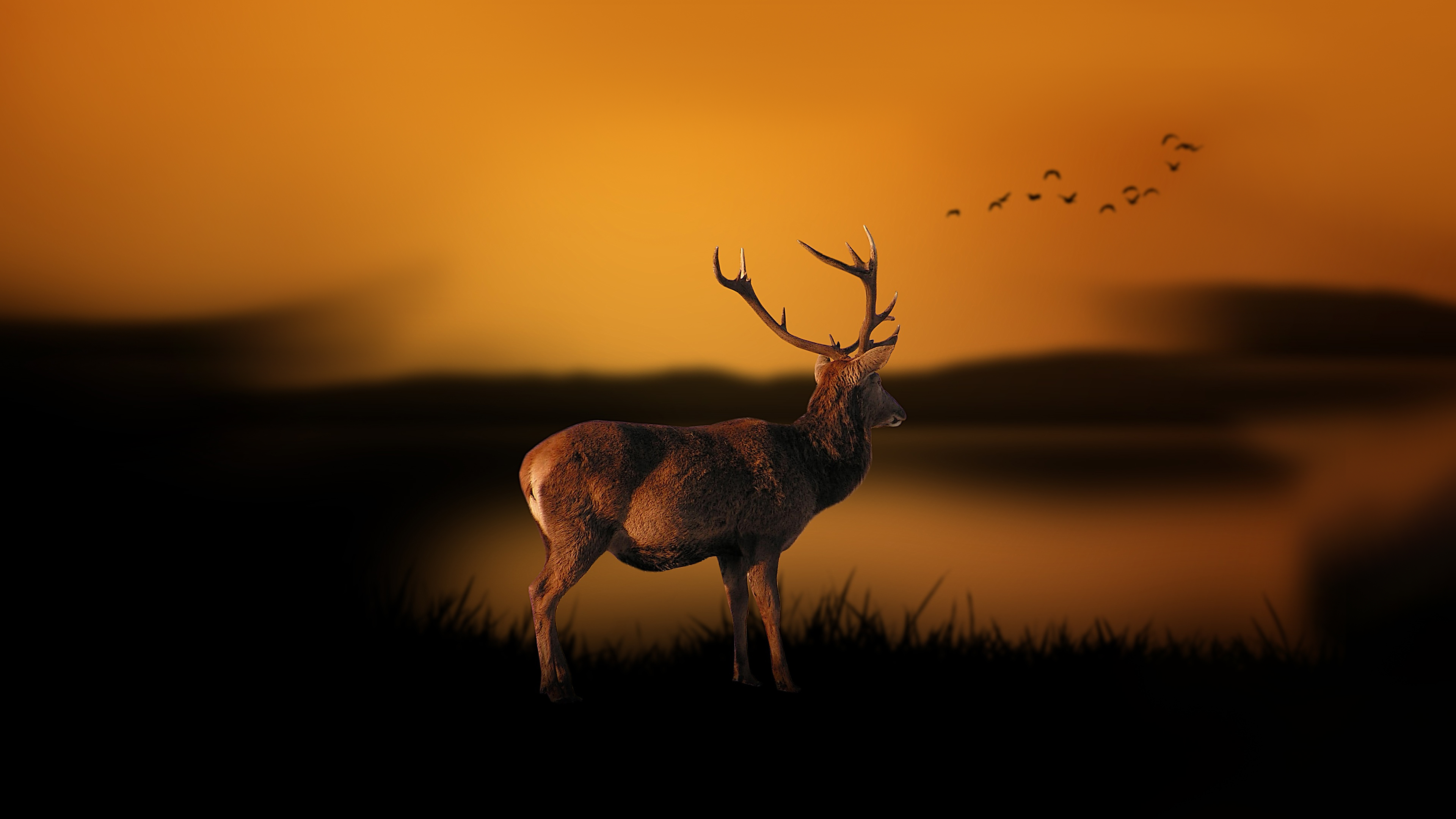 Deer At Dusk Chromebook Wallpaper
