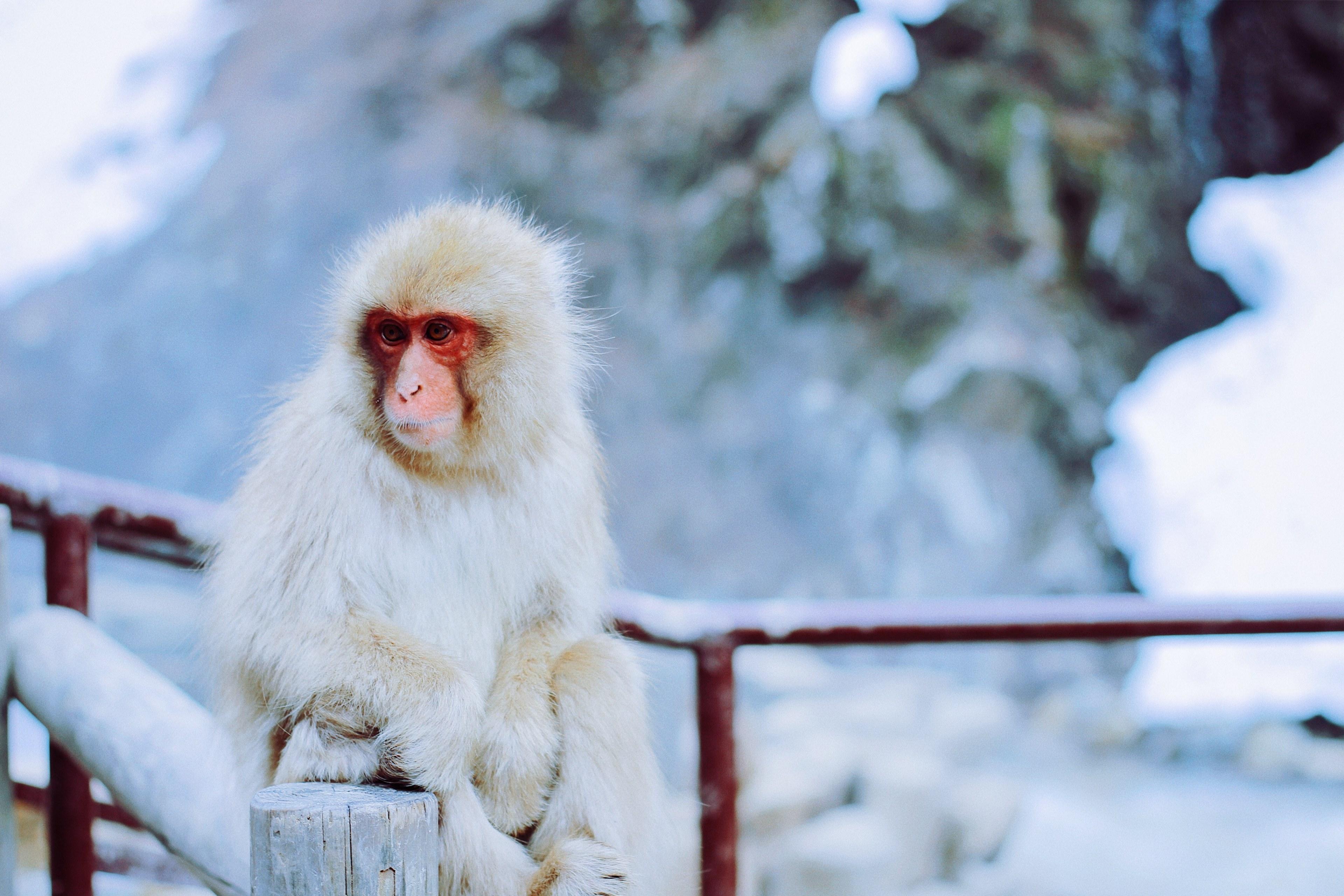 Wallpaper ID 276578 monkey with white hair and red face