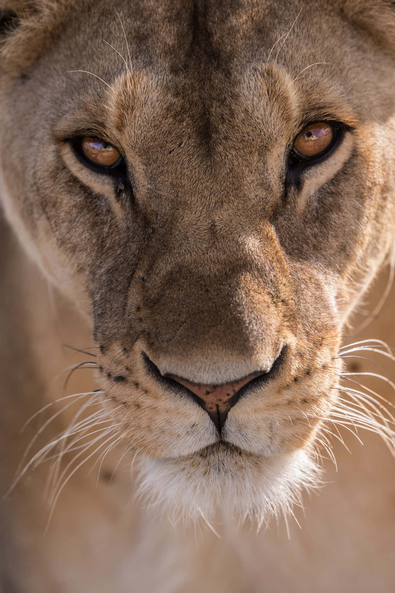 Calm Face Of A Lioness 6n18jlsmuoyb4qc1 Wallpaper