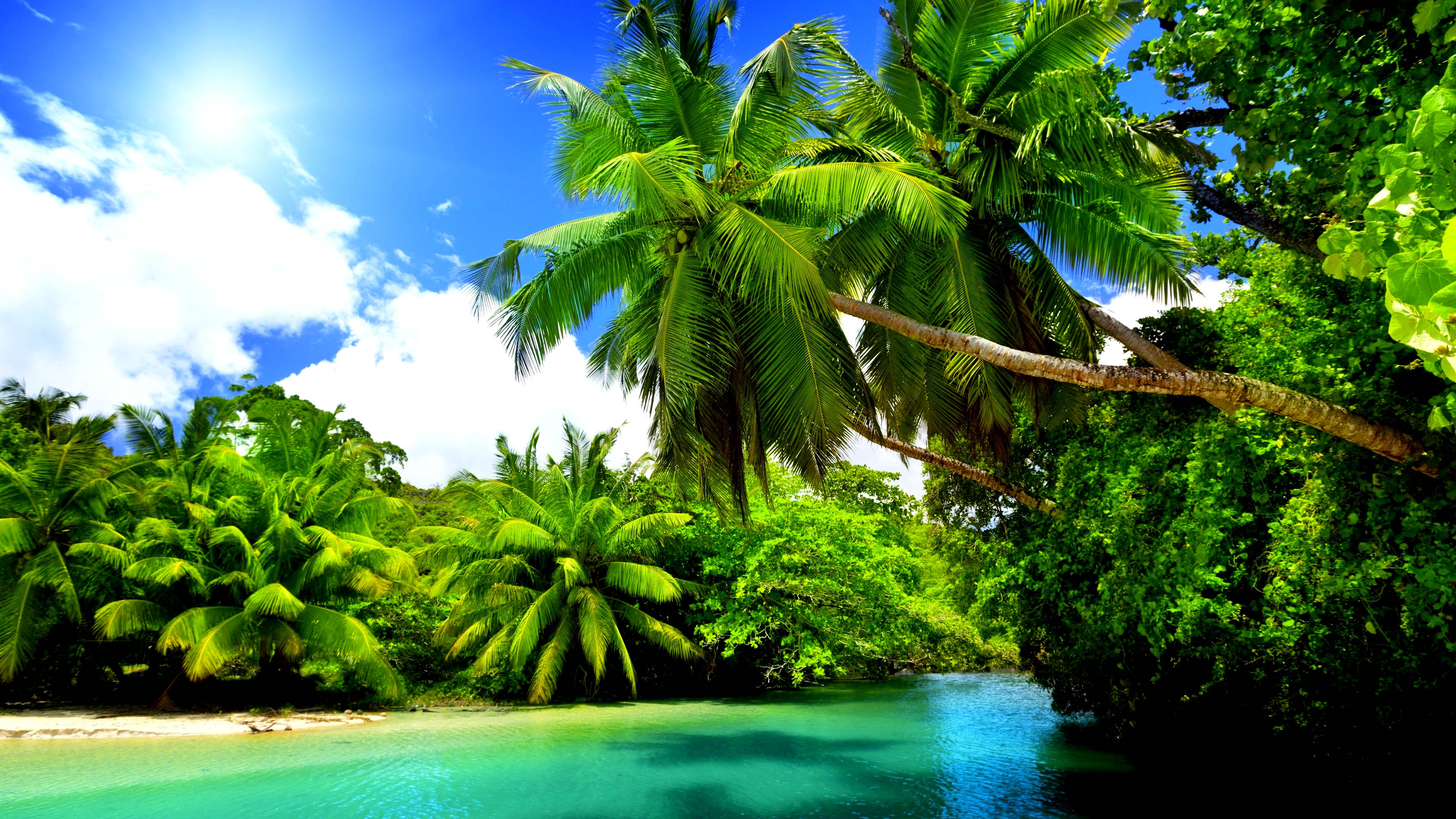 Amazing Beach Under The Palms Wallpaper Desktop Image
