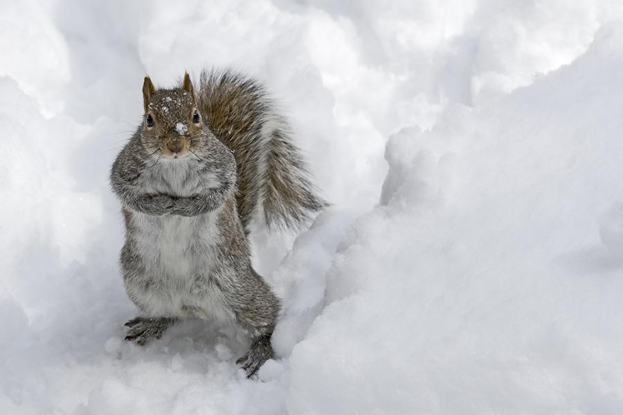 Funny Animals In The Snow