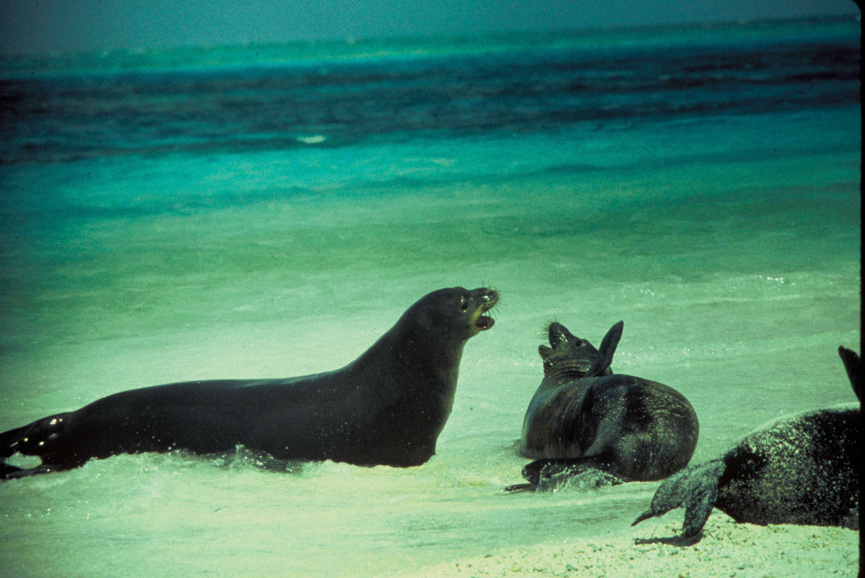 Monk Seal Wallpaper