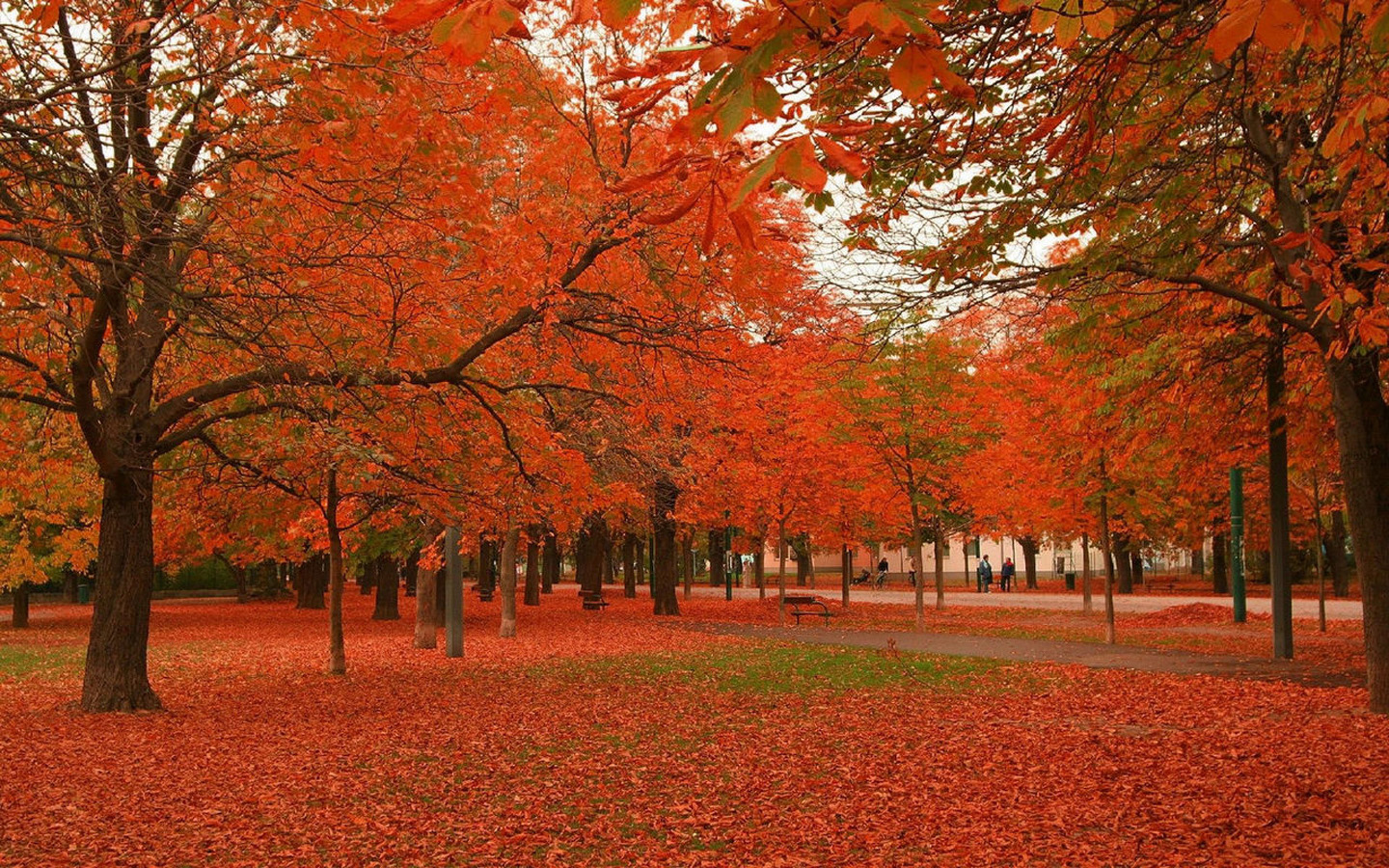 Autumn Maple Tree HD Wallpaper Background