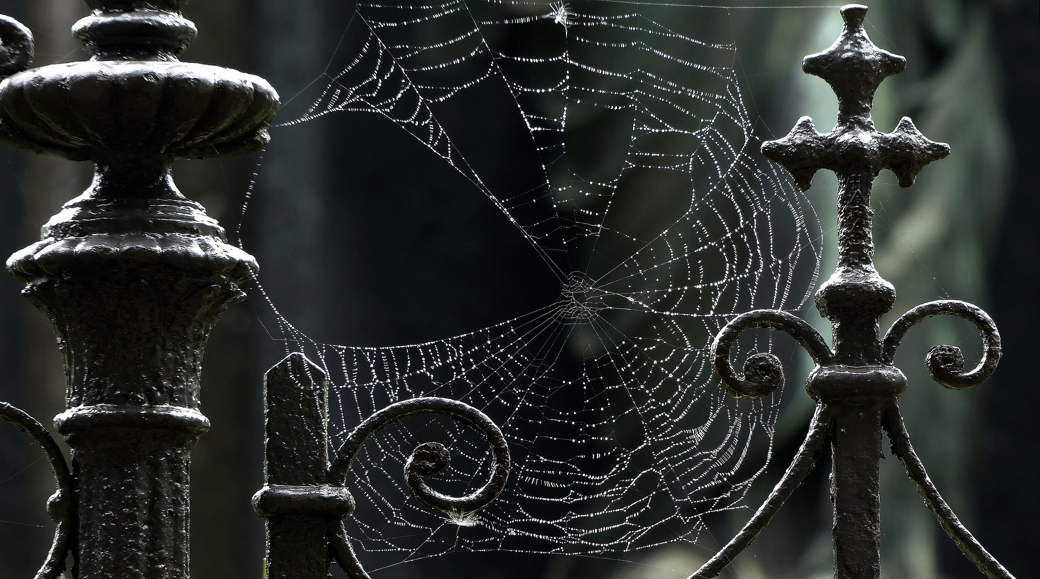 gothic spider web wallpaper
