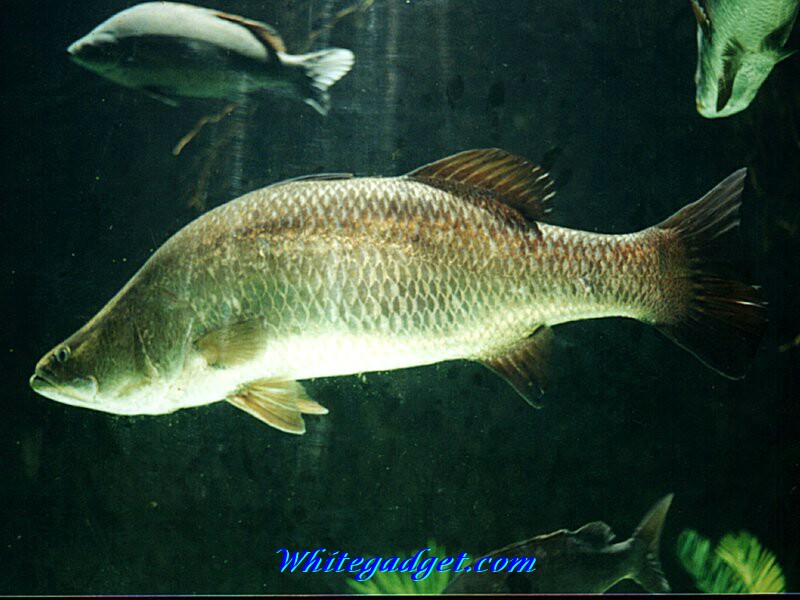 Water Fish Wallpaper Photo Jpg