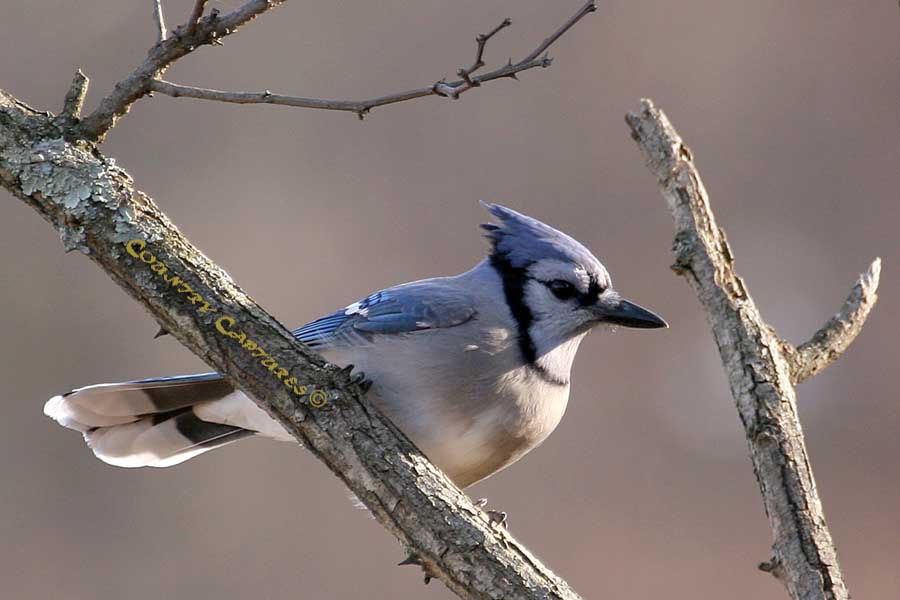 National Geographics Blue Jay Birds Pictures