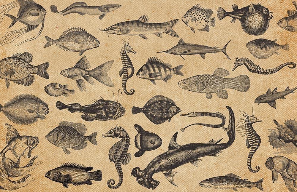 Sea Fish Wallpaper Mural Vintage Uk Animal