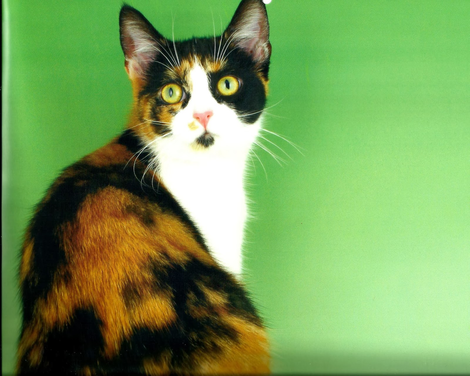Desktop HD Wallpaper S Calico Cats