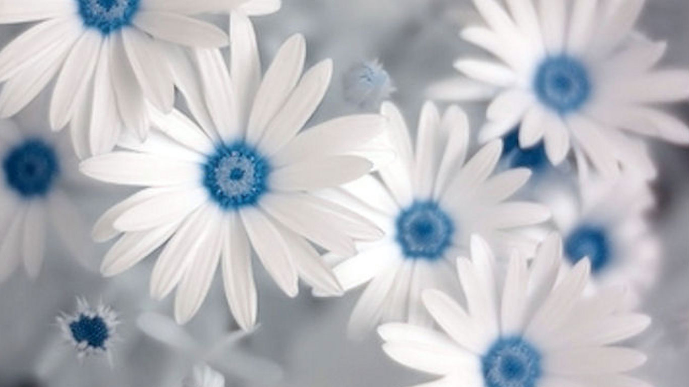 White Flowers Wallpaper