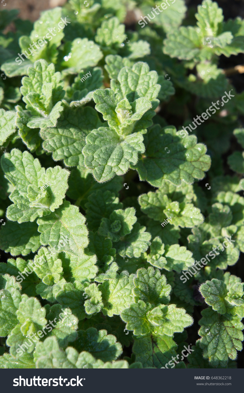 Nepeta Catnip Catmint Green Herb Background Stock Photo Edit Now