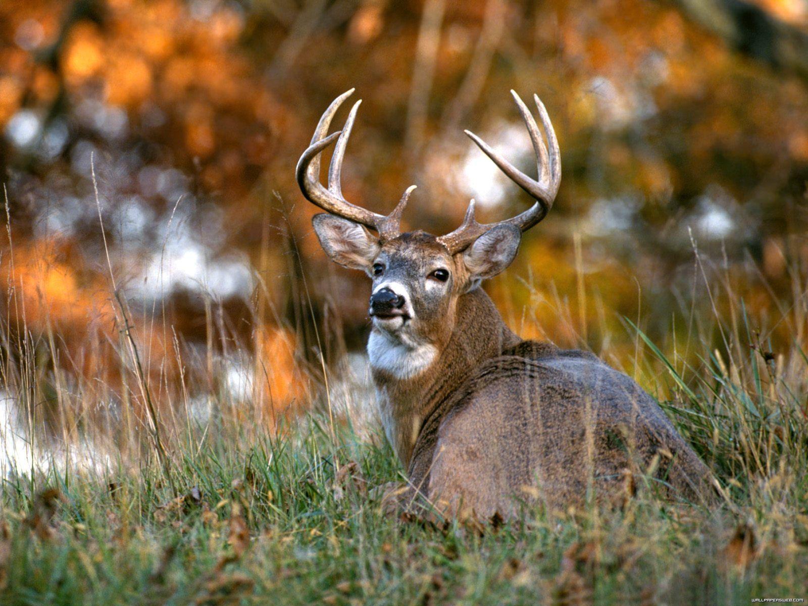 Whitetail Deer Background White Tailed HD