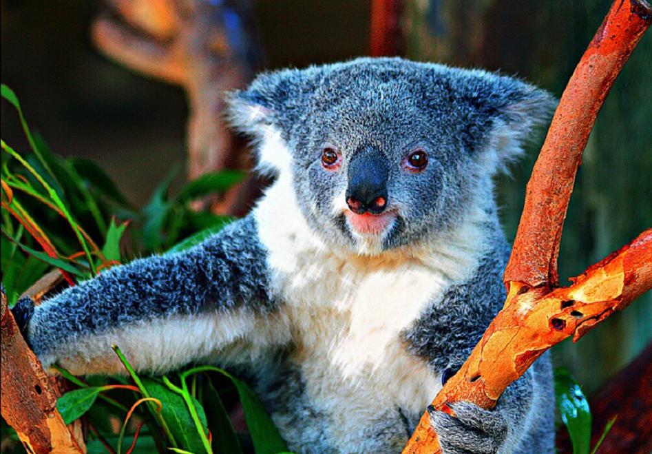 🔥 [48+] Cute Koala Wallpaper | Wallpapersafari