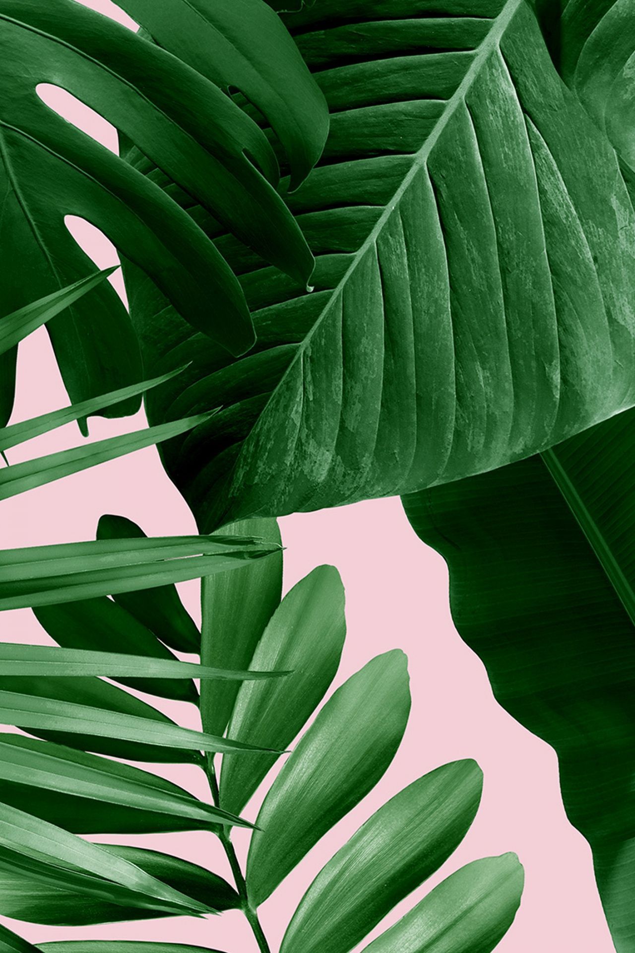 Green Plant Aesthetic Wallpaper On