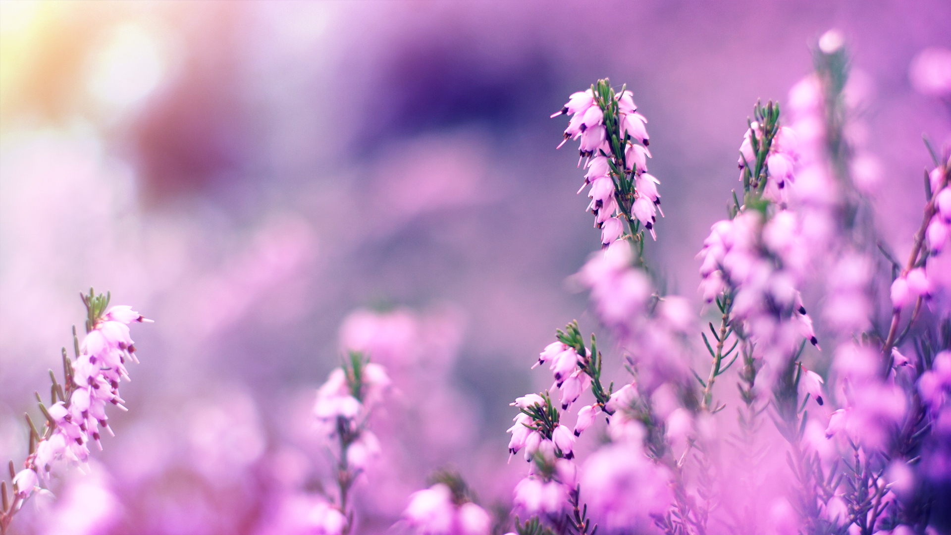 Wildflower Wallpaper