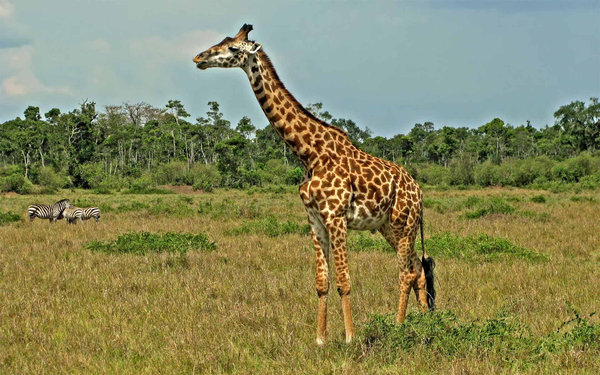 African Animals In Nature Desktop Wallpaper