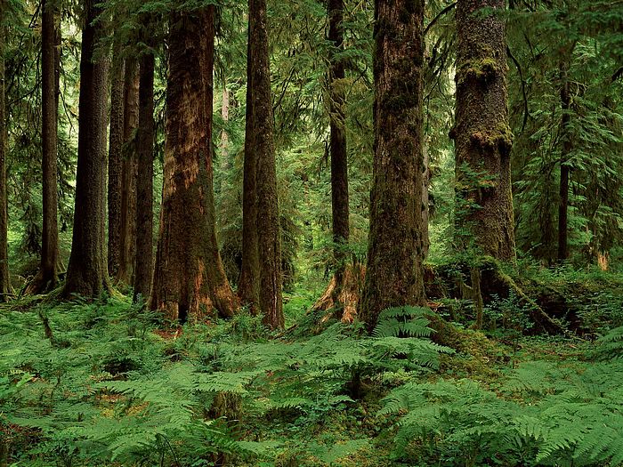 Photography Vol Ferns Hoh Rainforest Washington Wallpaper