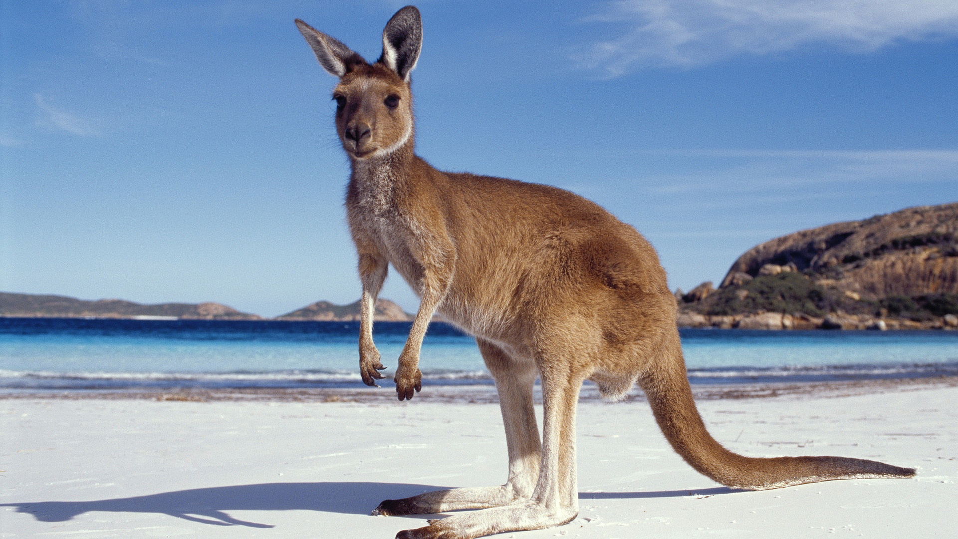 Kangaroo Wallpaper And Background