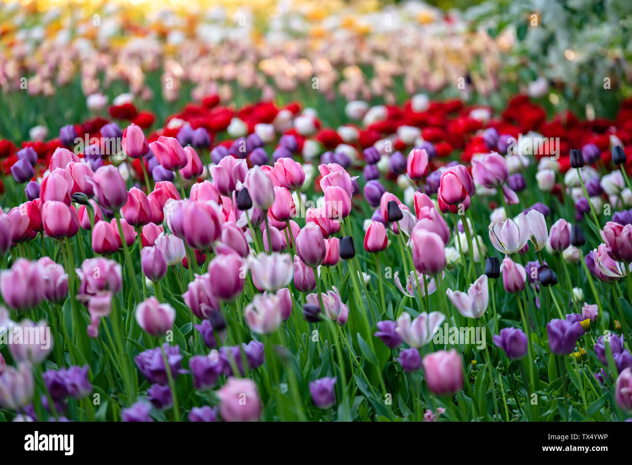 Multi colored field with red yellow dark violet and white tulips