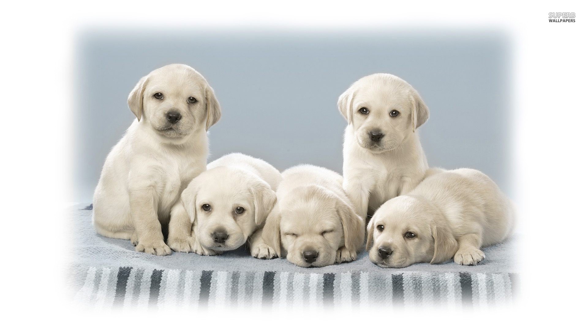 Cute Labrador Puppies Wallpaper   MixHD wallpapers