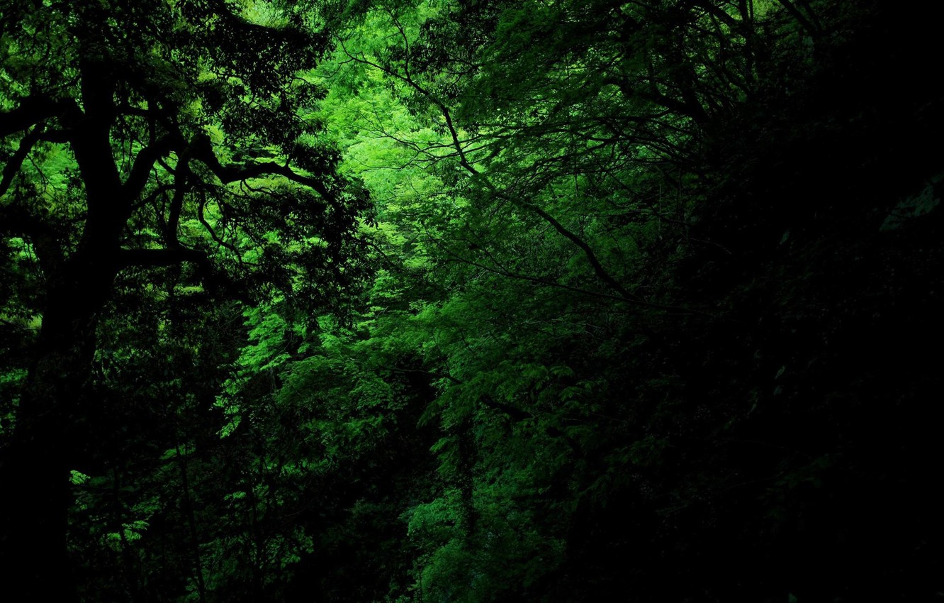 Wallpaper Green Dark Jungle Image For Desktop Section