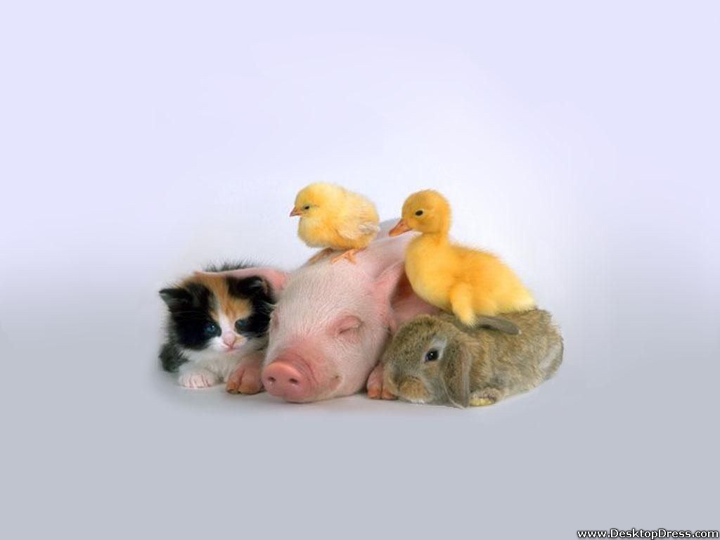 Desktop Wallpaper Animals Background Baby Chicken Duck On Pig