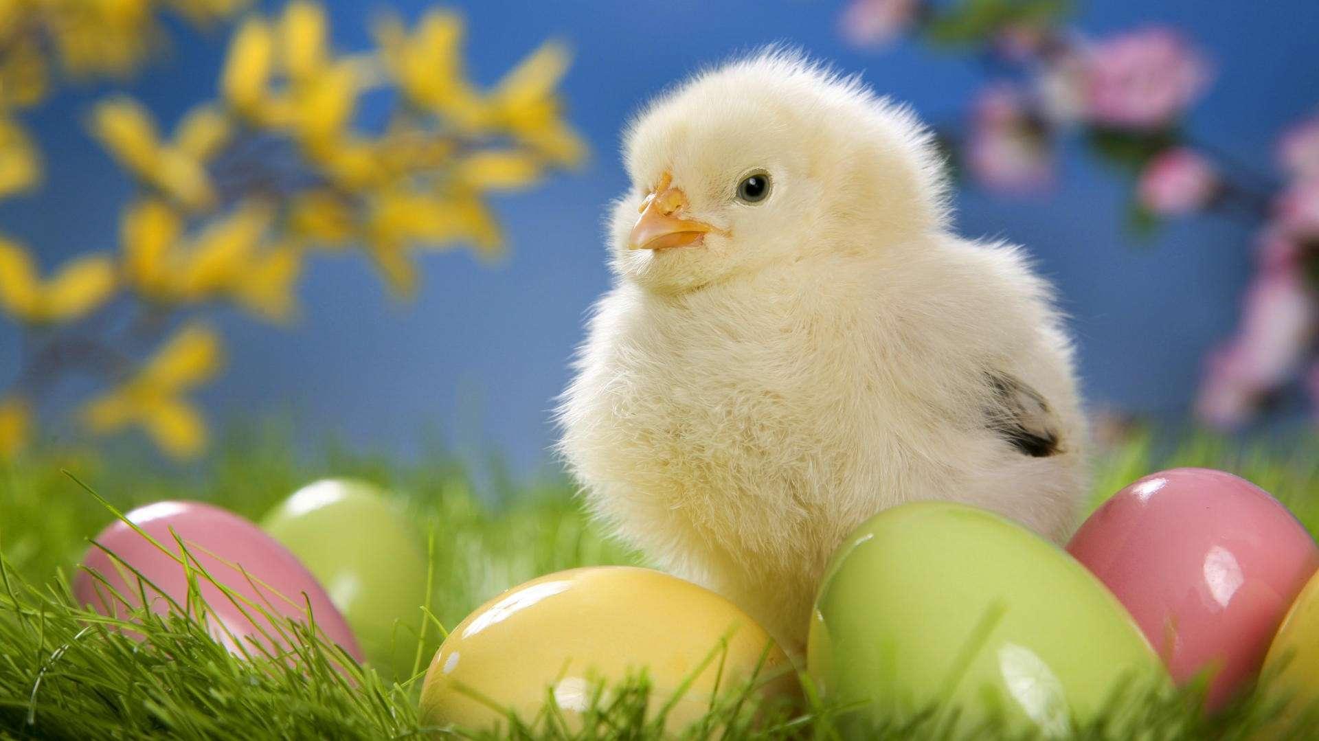 Cute Easter Chick With Eggs HD Wallpaper FullHDwpp