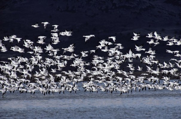 Flock Of Snow Geese Photo Wall Mural Contemporary Wallpaper By