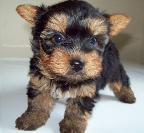 Cute Yorkie Puppy Cute yorkshire terrier puppies