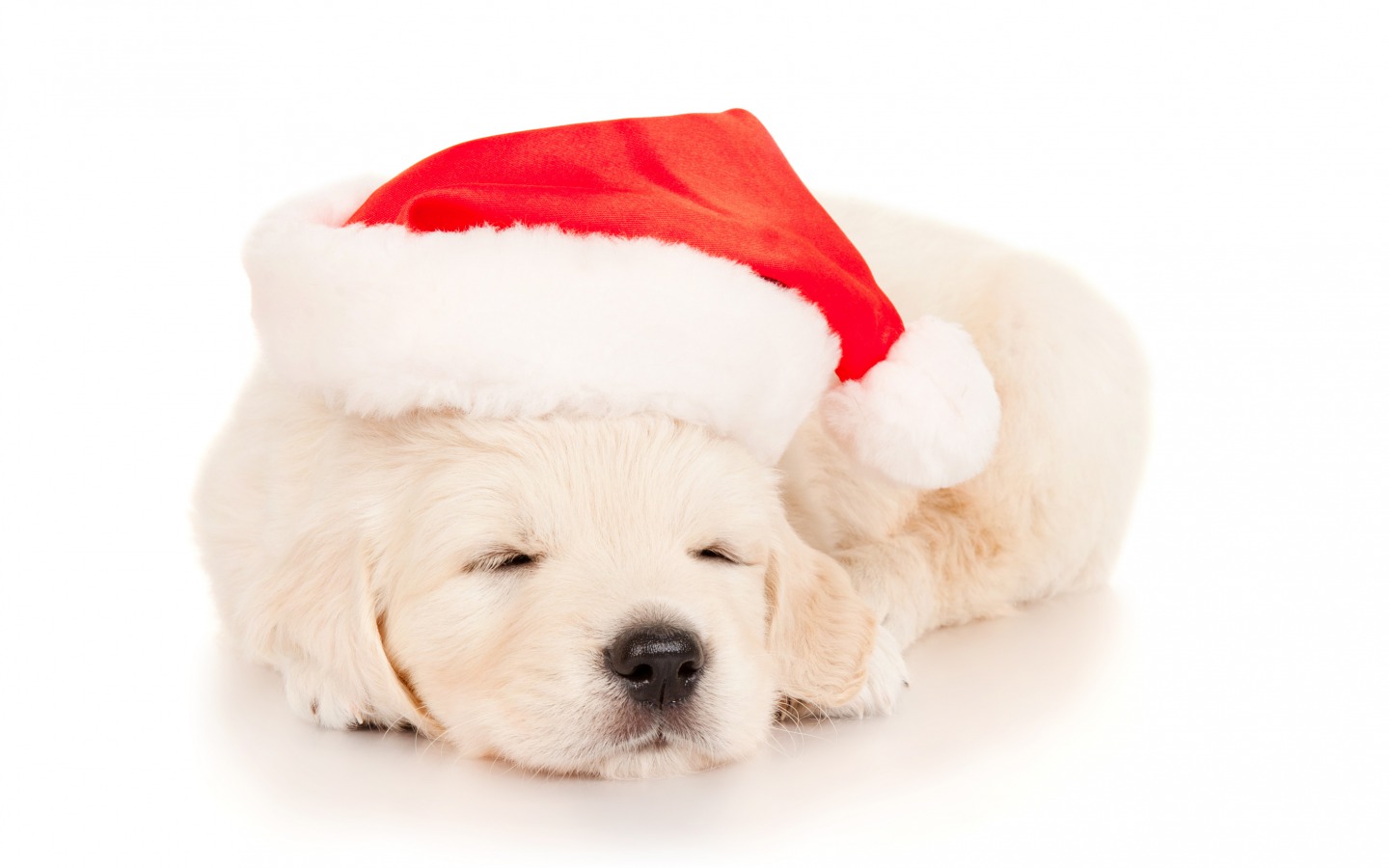 Wishes Gif Wallpaper Cute Christmas Puppy Sleeping