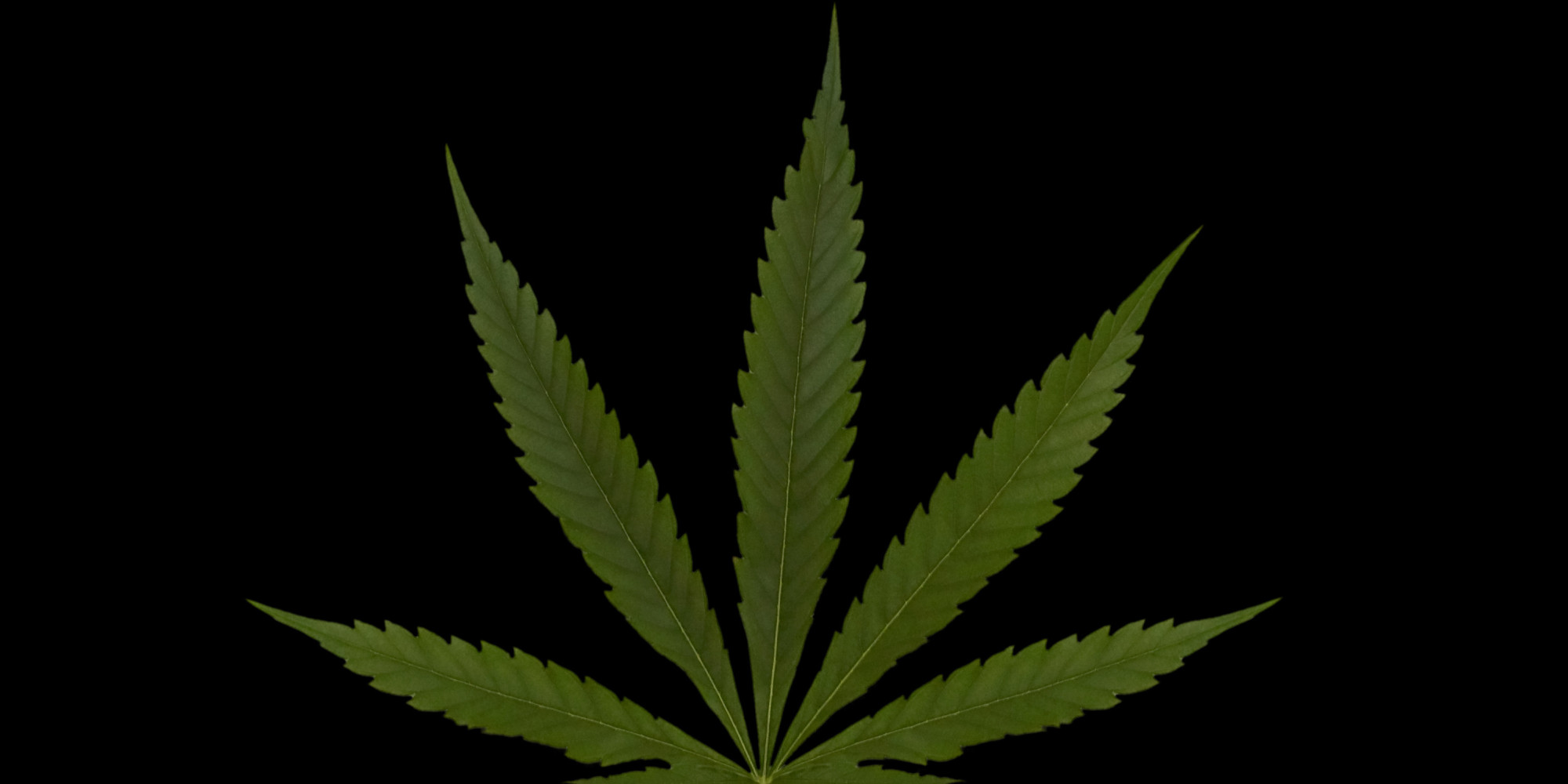 Black Weed Marijuana Leaf