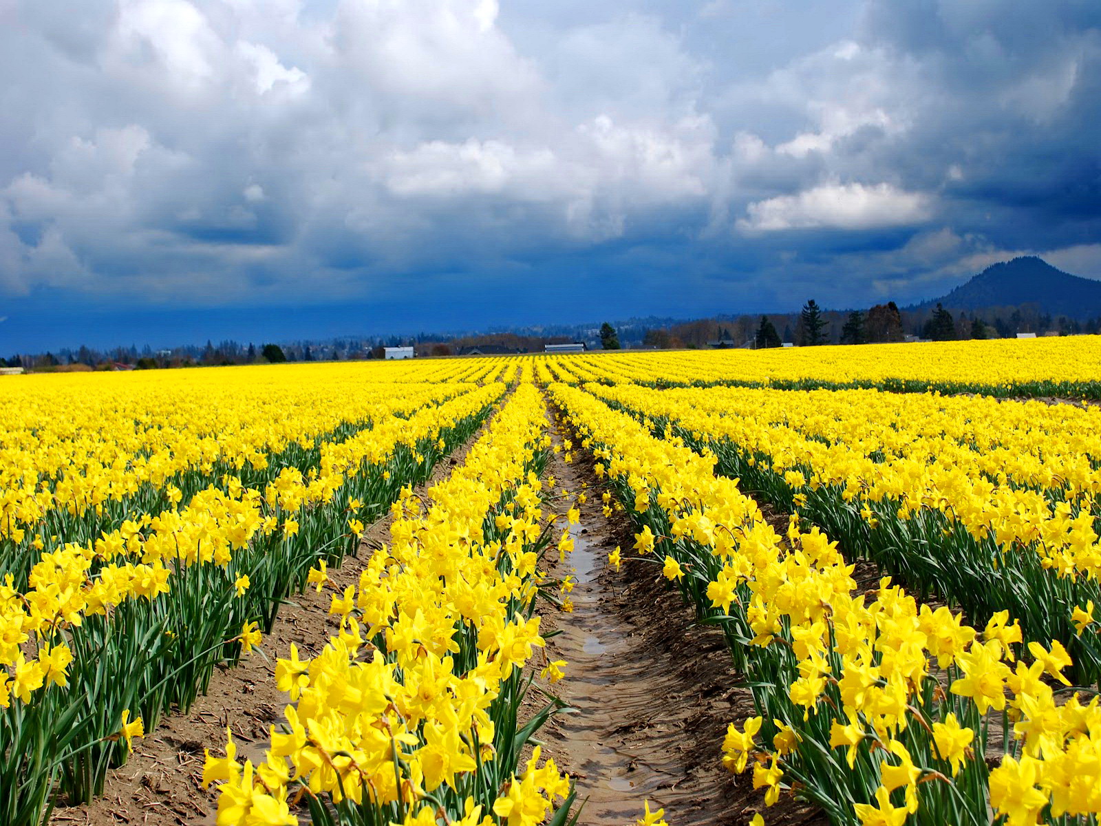Field Of Daffodils Jpg