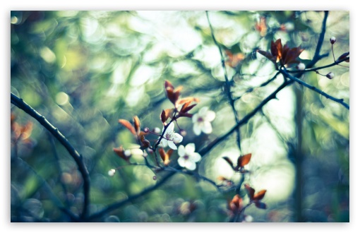 Spring White Flowers HD wallpaper for Standard 43 54 Fullscreen UXGA
