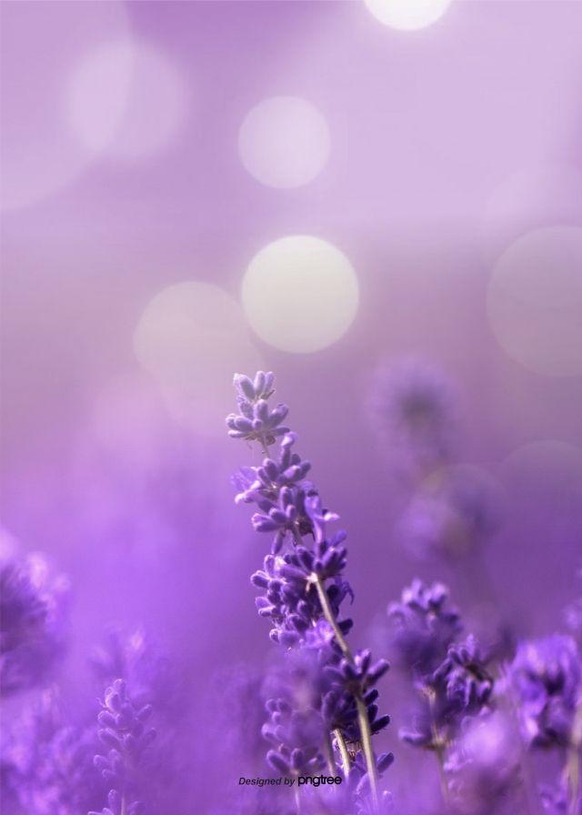 Aesthetic Lavender Background Design Wallpaper Image For Free