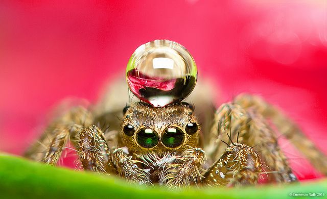 Cute Jumping Spider Wallpaper Perfect Water Drop Hat