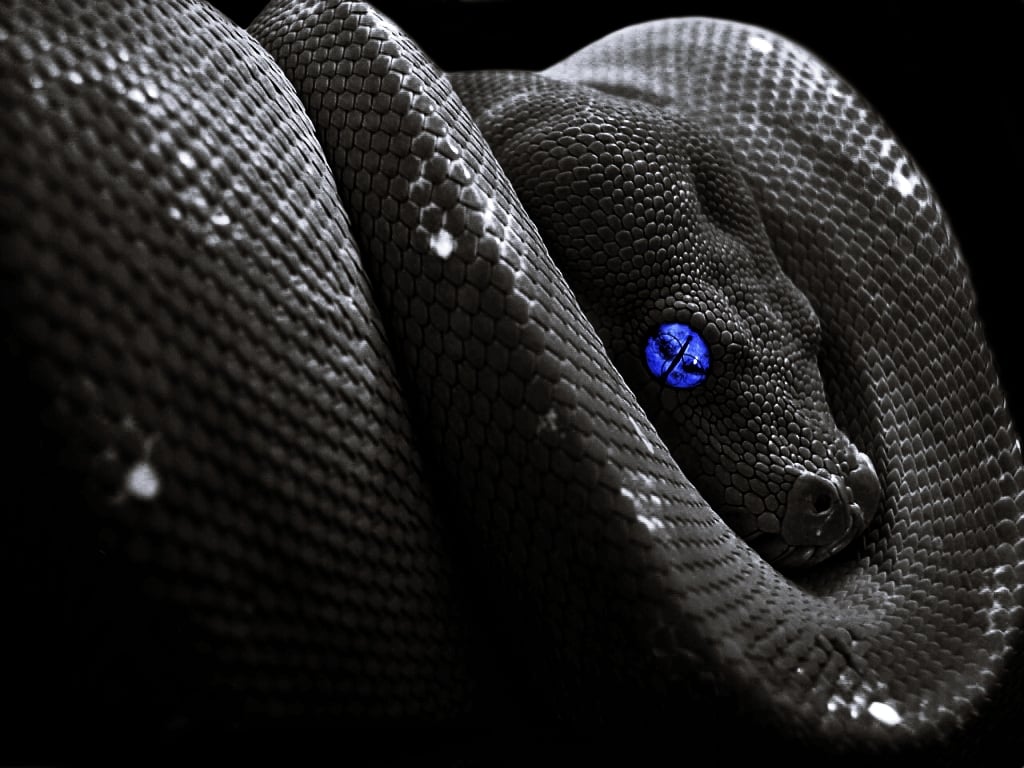 Snake wallpaper by Shadow of Nemo on