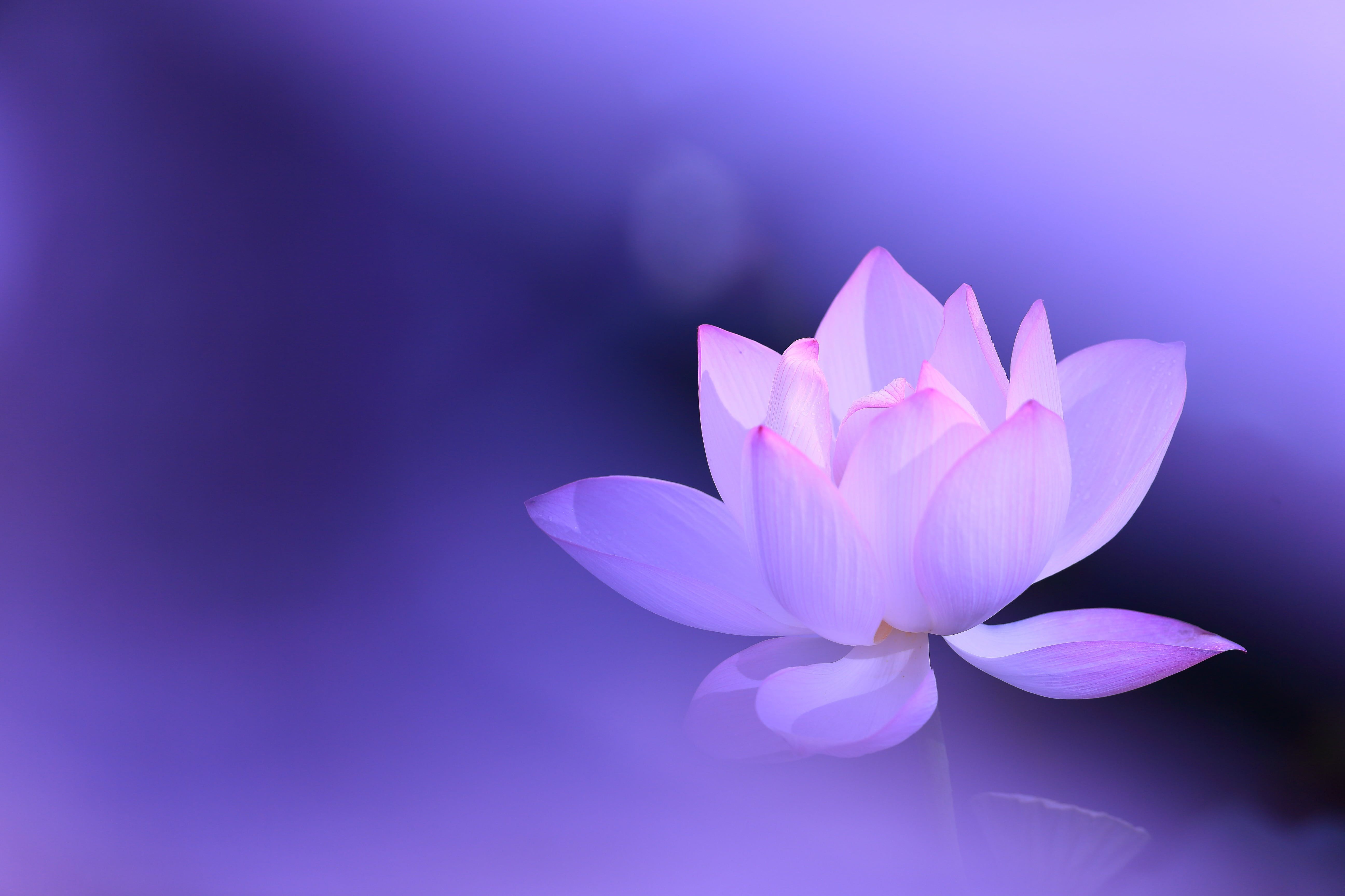 76e8026dc412191409386ae47498a43b Wallpaper