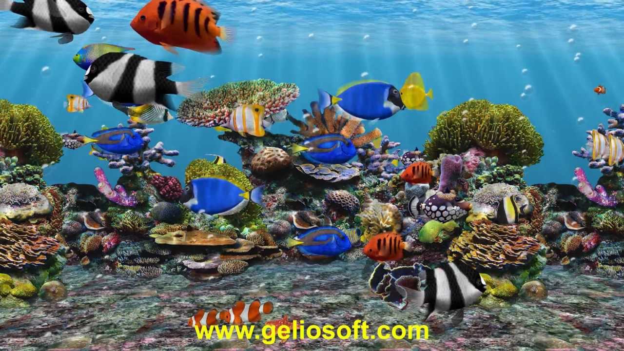 3d Fish School Aquarium Screensaver Geliosoft