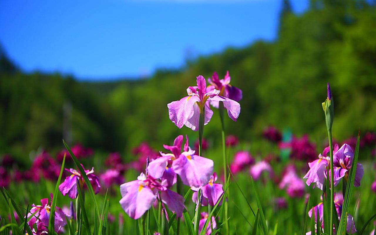 Iris Flowers HD Wallpaper