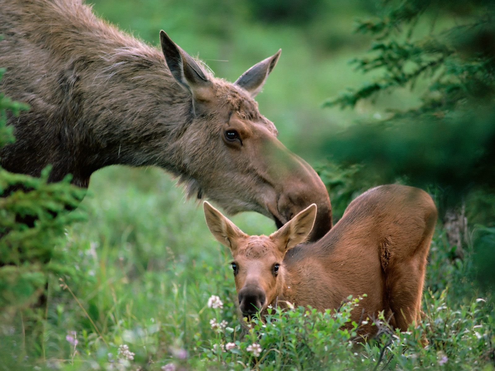 Mother Moose With Calf Boreal Forest Alaska Pictures