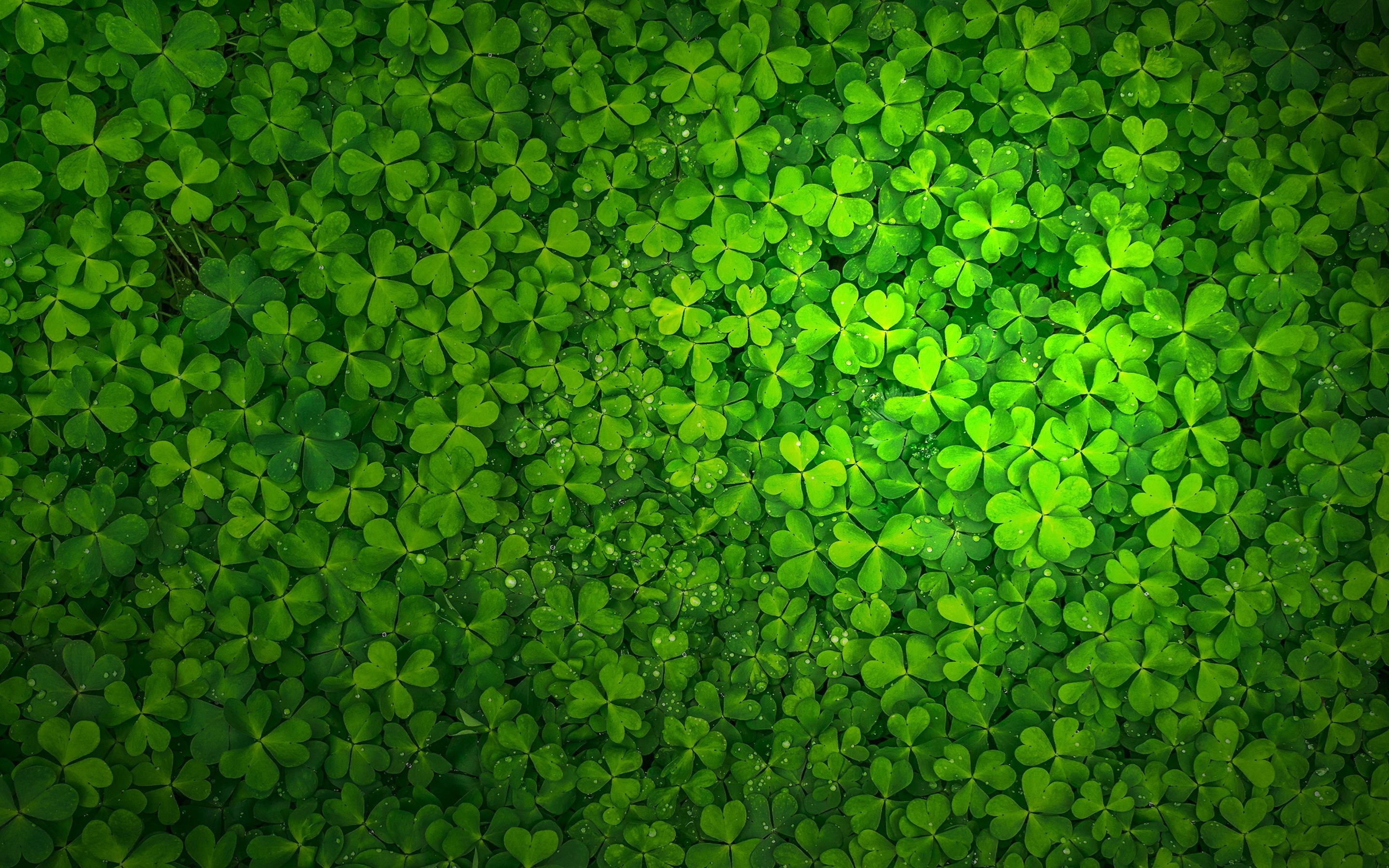 Saint Patricks Day Wallpaper