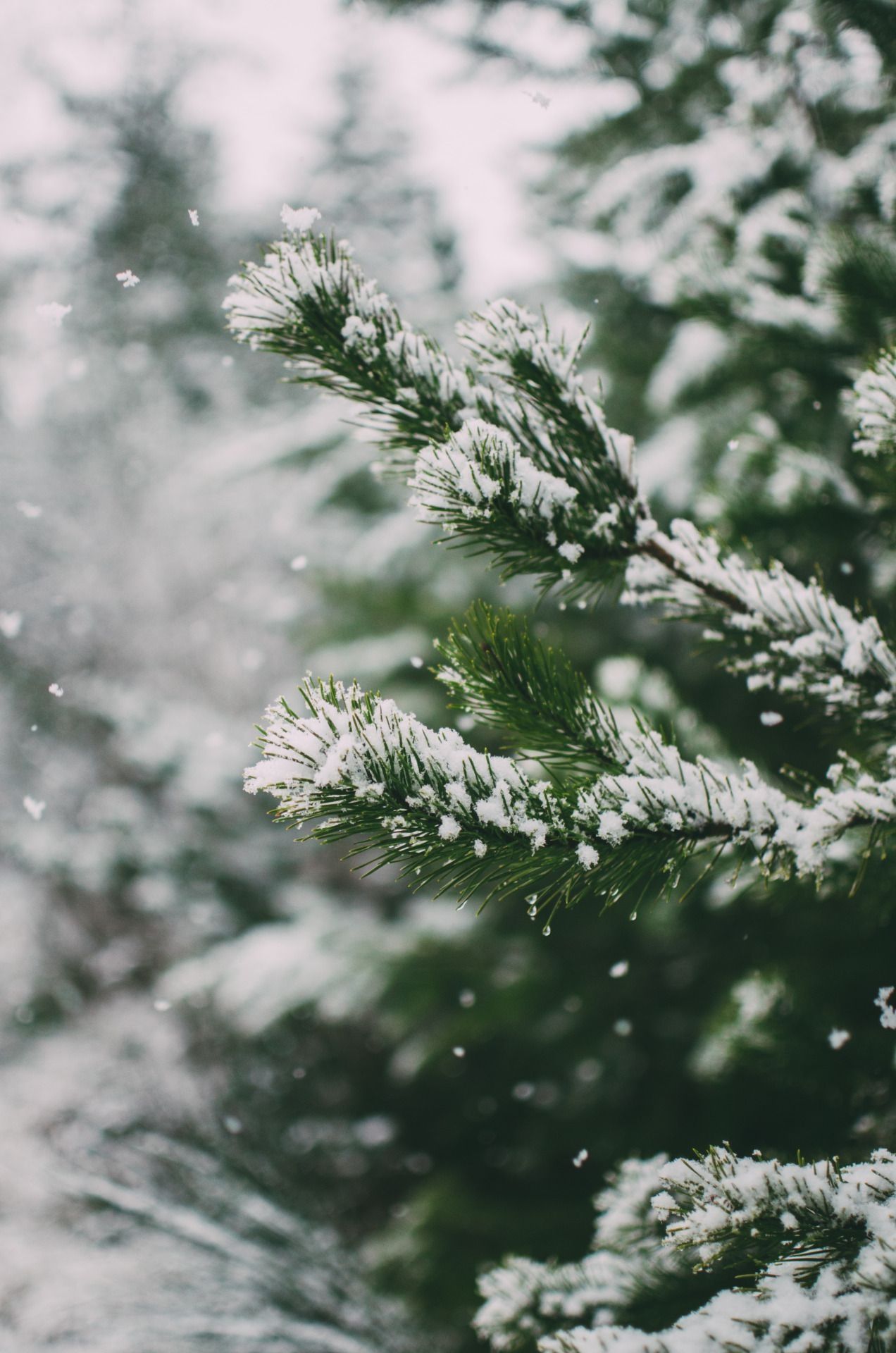 Snow Aesthetic Wallpaper