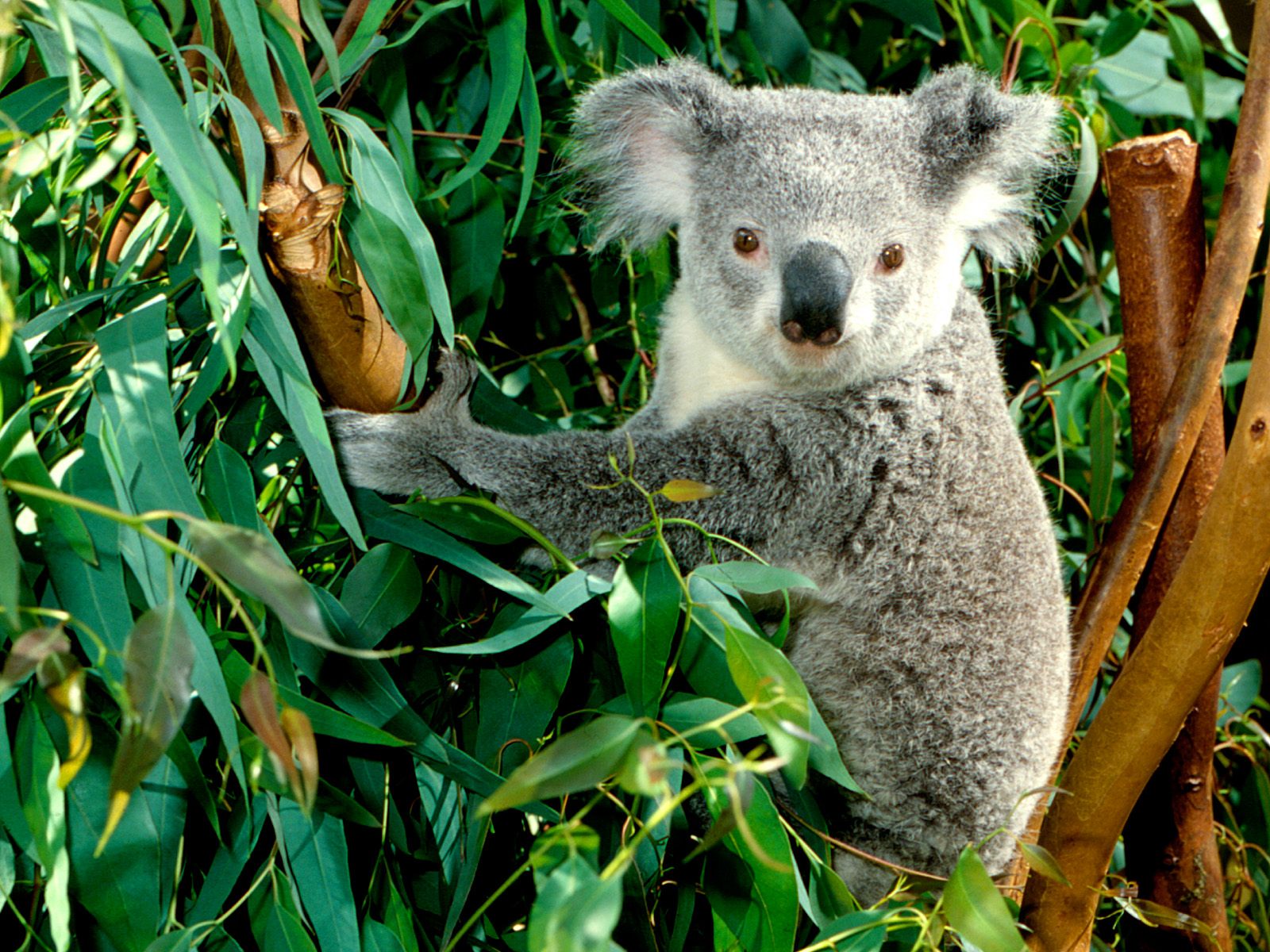 Koala Wallpapere Peisaje Desktop Poze Cu