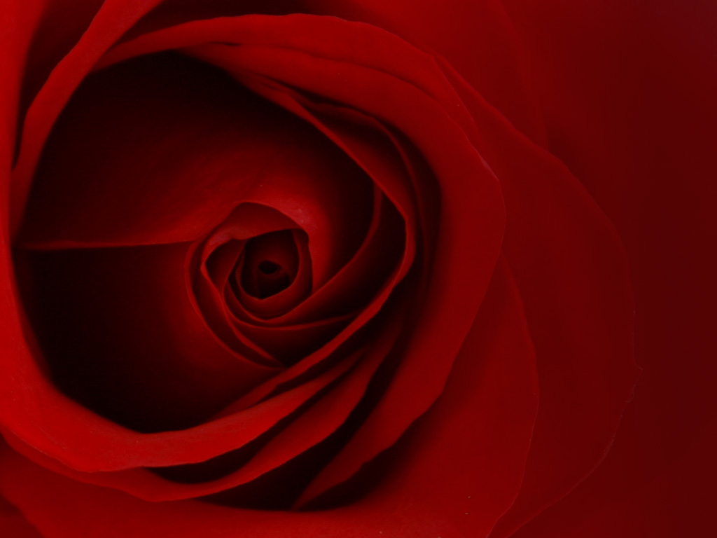 Red Rose Wallpaper Abstract Stars