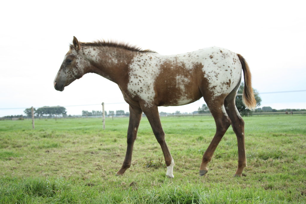 Appaloosa Horse By Visibre